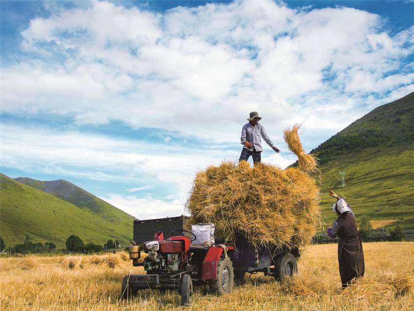 青稞喜獲.jpg 青稞喜獲.jpg