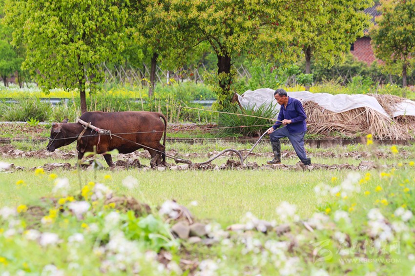 清明將至，各地農(nóng)事忙