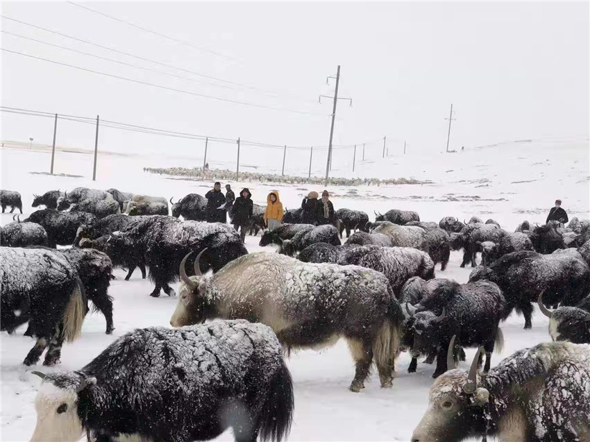地處“云端之上”生命禁區(qū)“的農(nóng)行石渠支行80后青年益西多吉說”今年疫情流行，大伙冒雪下鄉(xiāng)送金融服務(wù)，新年首日就為農(nóng)戶發(fā)放了3000多萬元，點亮百姓牦牛致富夢，疫情終將過去，筑夢春天，我們協(xié)力點燃牧民發(fā)展信心“.jpg
