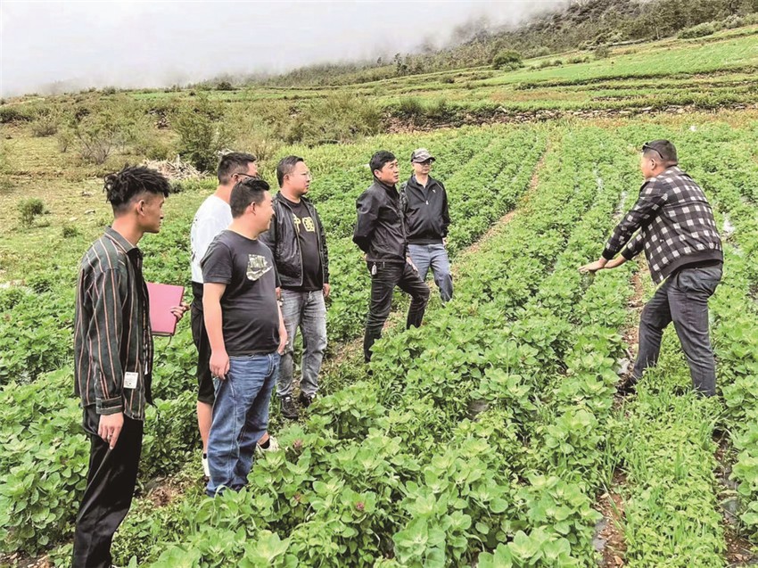 藜麥種植.jpg 藜麥種植.jpg