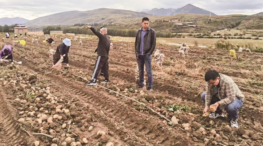 馬鈴薯.jpg 馬鈴薯.jpg