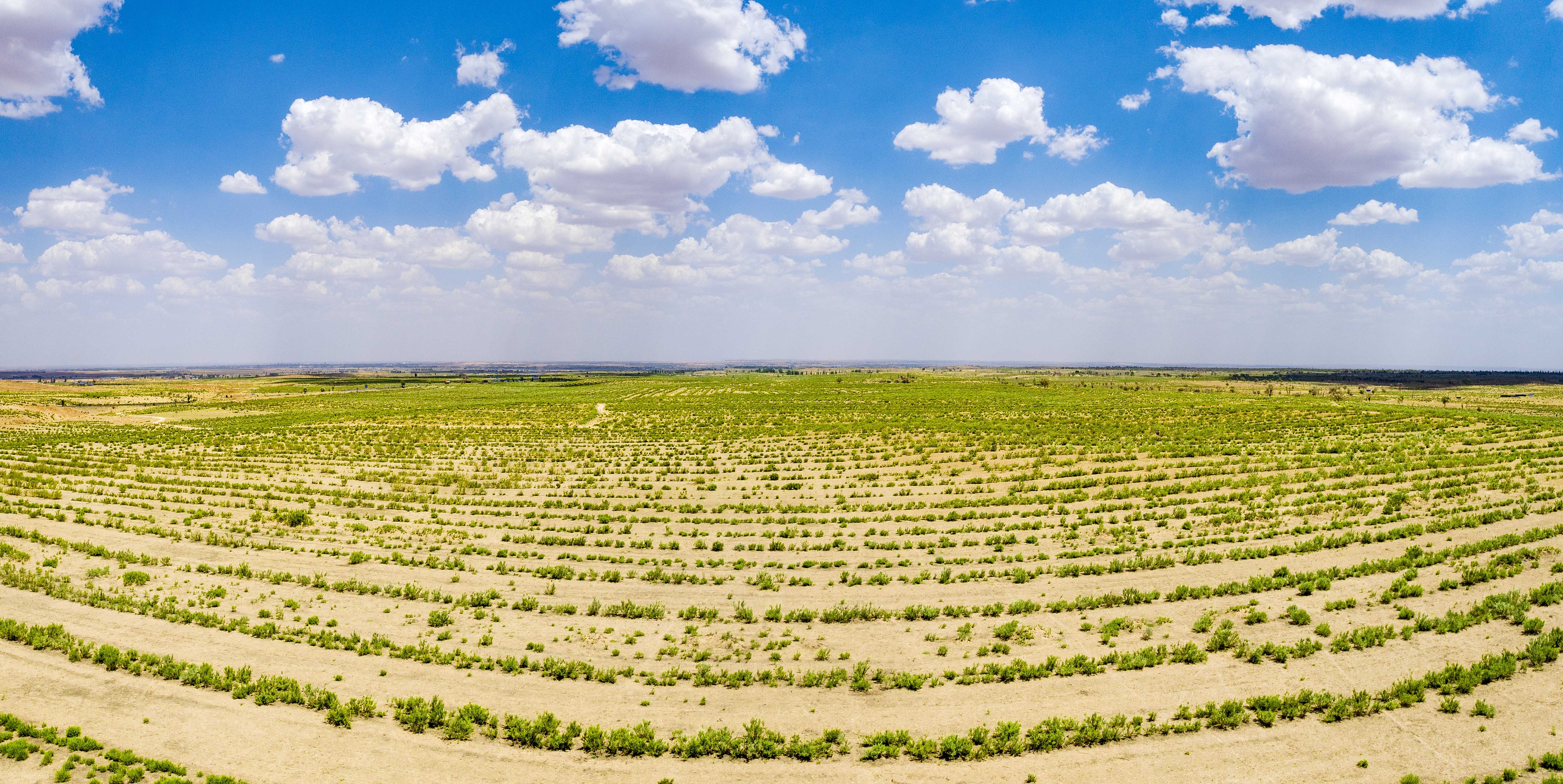 2023年6月7日，內(nèi)蒙古鄂爾多斯，毛烏素沙漠。