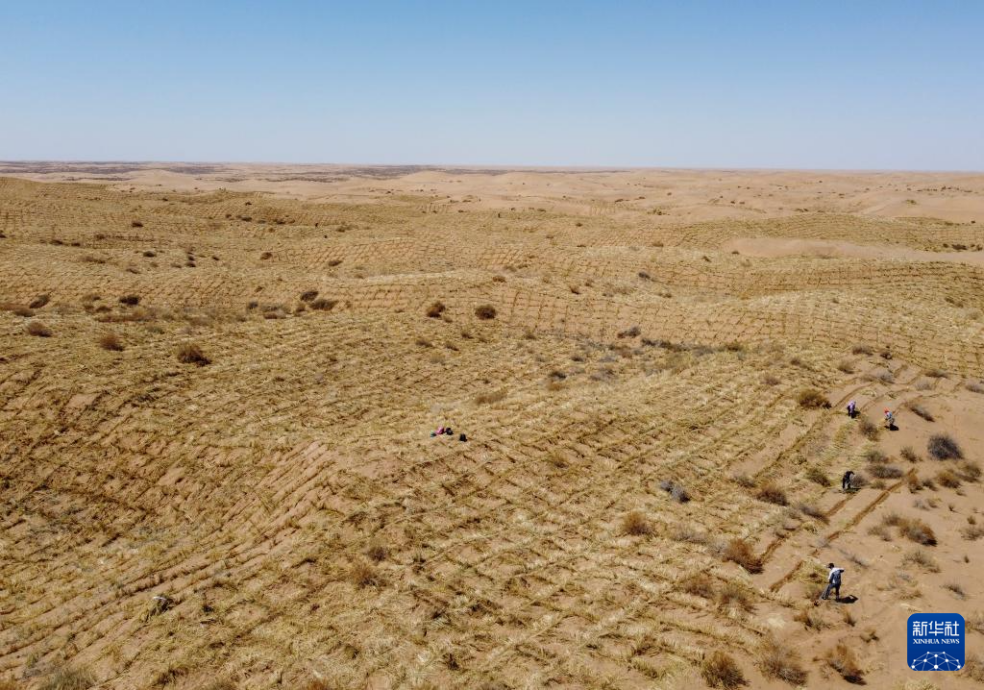 2024年4月10日，群眾在古浪縣八步沙林場麻黃塘沙區(qū)用草方格壓沙。新華社發(fā)（無人機照片）