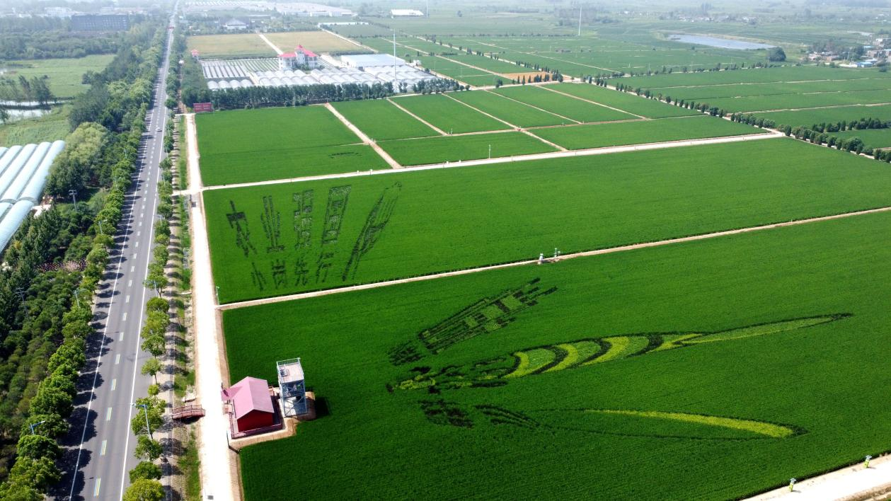 俯瞰小崗村高標(biāo)準(zhǔn)農(nóng)田。鳳陽(yáng)縣委宣傳部供圖